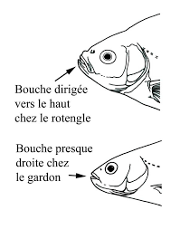 Bien Pecher Le Gardon Pratique Fr
