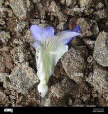 Image result for Blepharis