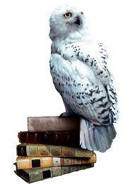 Hedwig Harry Potter Movie Trivia Harry Potter References Harry Potter Wiki