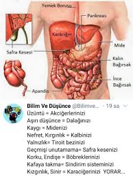 Duygularimizin Organlarimiza Etkisi 2020 Duygular Saglikli Yasam Biyoloji