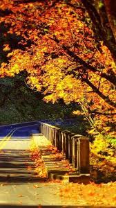 Sunset Nature Tree Sunlight Autumn Leaf Color Wallpaper For Android Full Hd 1080x1920 Nature Picture Background Nature Hd Hd Wallpaper Nature Pictures