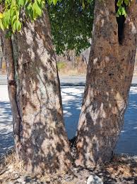 Image result for Dialium englerianum