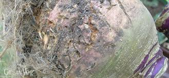 Authoritative facts from dermnet new zealand. Organic Controls For Cabbage Root Fly