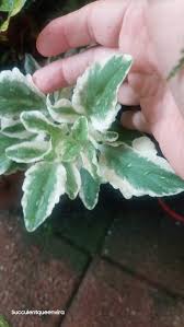 Image result for Kalanchoe laciniata
