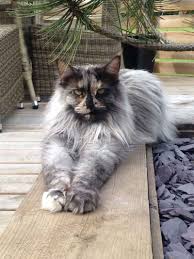 They use to age age: Blue Silver Tabby Siberian Cat Novocom Top