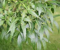 Image result for Antizoma angustifolia