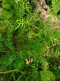 Image result for Asparagus racemosus