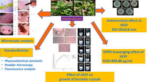 Image result for Enydra fluctuans