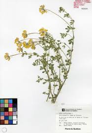 We did not find results for: Lotier Cornicule Herbier Du Quebec