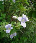 Image result for Barleria tanzaniana