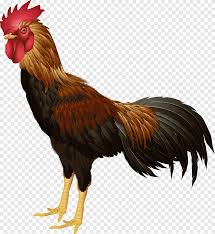 Is that chicken is (countable) a domestic fowl, gallus gallus , especially when young while rooster is a male of any species of gallinaceous bird typically refers to the domestic chicken, (taxlink). Red And Black Rooster Rooster Chicken Bird Material Cartoon Chicken Cartoon Character Animals Png Pngegg
