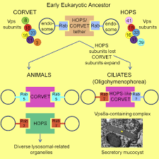 The call for scholarship applications for programmes starting in the autumn 2021 is now closed. Remodeling The Specificity Of An Endosomal Corvet Tether Underlies Formation Of Regulated Secretory Vesicles In The Ciliate Tetrahymena Thermophila Current Biology