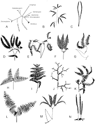 Image result for Gleichenia elongata