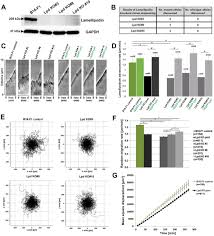 We are using the adobe after effects cc program. Lamellipodin Tunes Cell Migration By Stabilizing Protrusions And Promoting Adhesion Formation Biorxiv