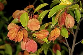 Image result for Hymenocardia ulmoides