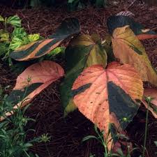 Image result for Acalypha nyasica