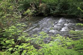 High-tech river studies reveal benefits of habitat restoration for fish  (Constantine Alexander's Journal)
