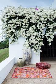 One Kings Lane On Twitter Bougainvillea White Gardens Garden Design