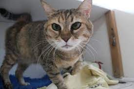 This can be prolonged with chemotherapy (in some cases for 12 months or occasionally longer), although unfortunately not all lymphomas respond, especially if the cat has feline leukaemia virus. Feline Hepatitis Symptoms Causes And Treatment Dkc