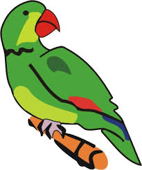 Image result for image of parrot