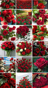 🌹BEAUTIFUL ROSE🌹