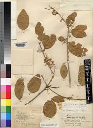 Image result for Dobera