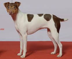Entre e conheça as nossas incriveis ofertas. Terrier Brasileiro Wikimedia Commons