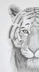 Let's start by drawing the head first. Tigerdraw Pencil Drawings Of Animals Animal Drawings Sketches Tiger Art Drawing