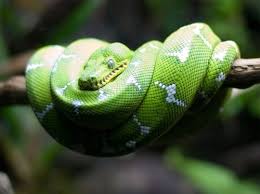 Patternless phase occur only in the guyana shield of south america. Legless Army Green Tree Python Vs Emerald Tree Boa