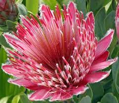 Pin On Flowers