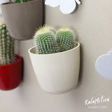Hasta tenia flores, ahora apenas totalmente, cayó, pero el bracito que se le cayó está bien hidratado y sin quemaduras y el lugar donde se ve que se. Decorar La Casa Con Mini Cactus Y Suculentas Una Guia Completa