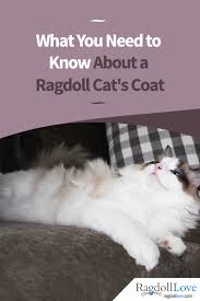 With weekly brushing with the furminator deshedding edge cat brush, you can reduce the amount of shed fur found on your furniture and clothes. A Ragdoll Coat Quick Guide For The Ragdoll Cat Owner