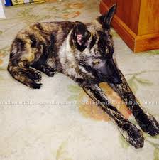 Maybe you would like to learn more about one of these? Dutch Shepherd Puppies For Sale Aachen Dutch Shepherds