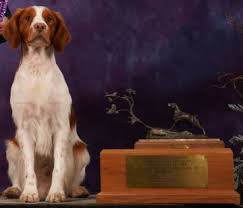 ABC National Specialty