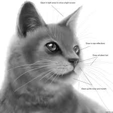 How To Draw Cats In 4 Steps With Photoshop Cat Face Drawing Cat Drawing Pictures To Draw