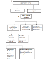 cbse class 12 biology ecosystem flow chart