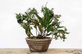 Image result for Pyrrosia