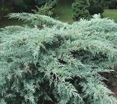 Below are common attributes associated to grey owl juniper. Juniper Grey Owl Lauren S Garden Service Native Plant Nursery