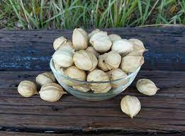 Shagbark Hickory Nuts Half Pound Whole In Shell Northern Etsy Hickory Nuts All Natural