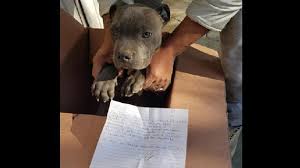 Through these partnerships, we will collectively promote pit bull rescue. 12 Year Old Leaves Puppy At Shelter For This Heartbreaking Reason Trending Hindustan Times