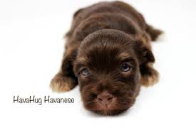Havanese are loyal, intelligent, beautiful, great with kids, hypoallergenic, and so much more. The Most Beautiful Newborn Chocolate Havanese Puppies 3 Havahug Havanese 3 Www Havahughavanese Com Havanese Puppies Havanese Puppies