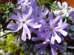 Check spelling or type a new query. List Of Flower Names P