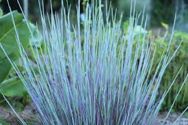Image result for Schizachyrium