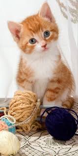 Black And White Orange Cat Pin On Black Orange And Tuxedo