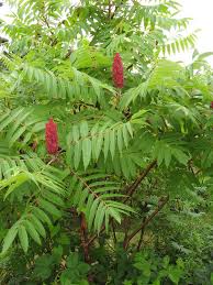 Image result for Rhus