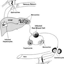 Este faptul că plasmodiul este o biologie a unei mase de citoplasmă care conține multe nuclee create de agregarea celulelor amoebozice ale. Pdf Malaria In Pregnancy