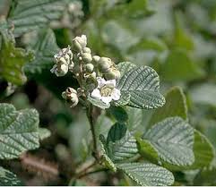 Image result for Rubus ellipticus
