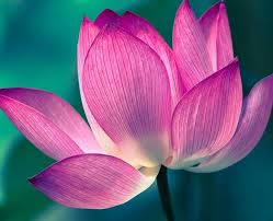 It is the name of the principle that underlies and animates all things in the universe, and the expression of that principle or law. Nam Myoho Renge Kyo Meaning How To Chant All You Need To Know
