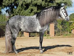 Mane 'n tail shampoo and conditioner is horse hair care for humans that'll make your hair thick and long like a horse's mane. Pro Tip Mane And Tail Care Us Equestrian