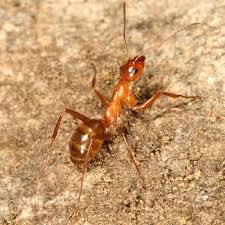 Image result for Landolphia incerta